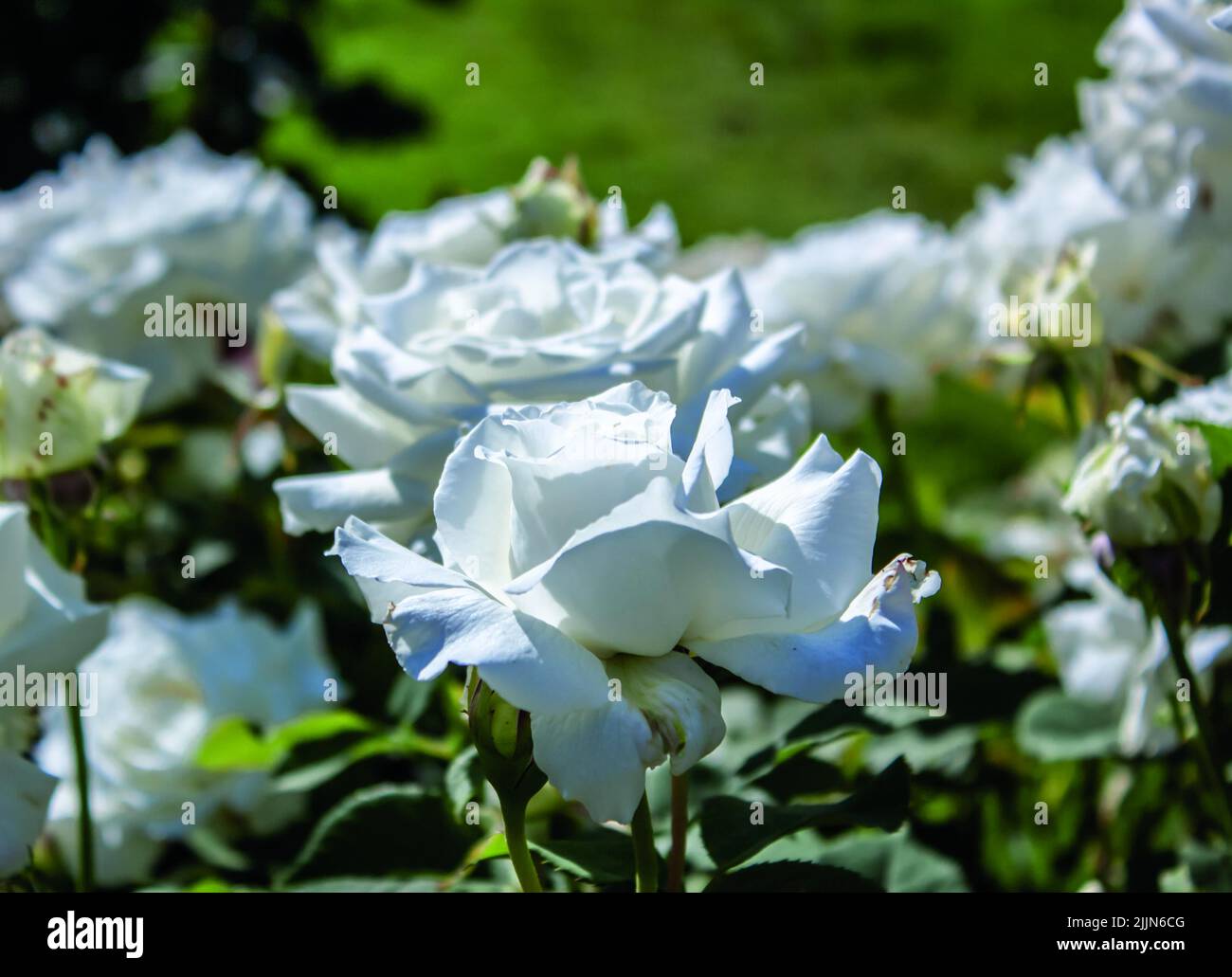 Eine schöne Aufnahme von weißen Hybrid-Teerosen im Garten Stockfoto