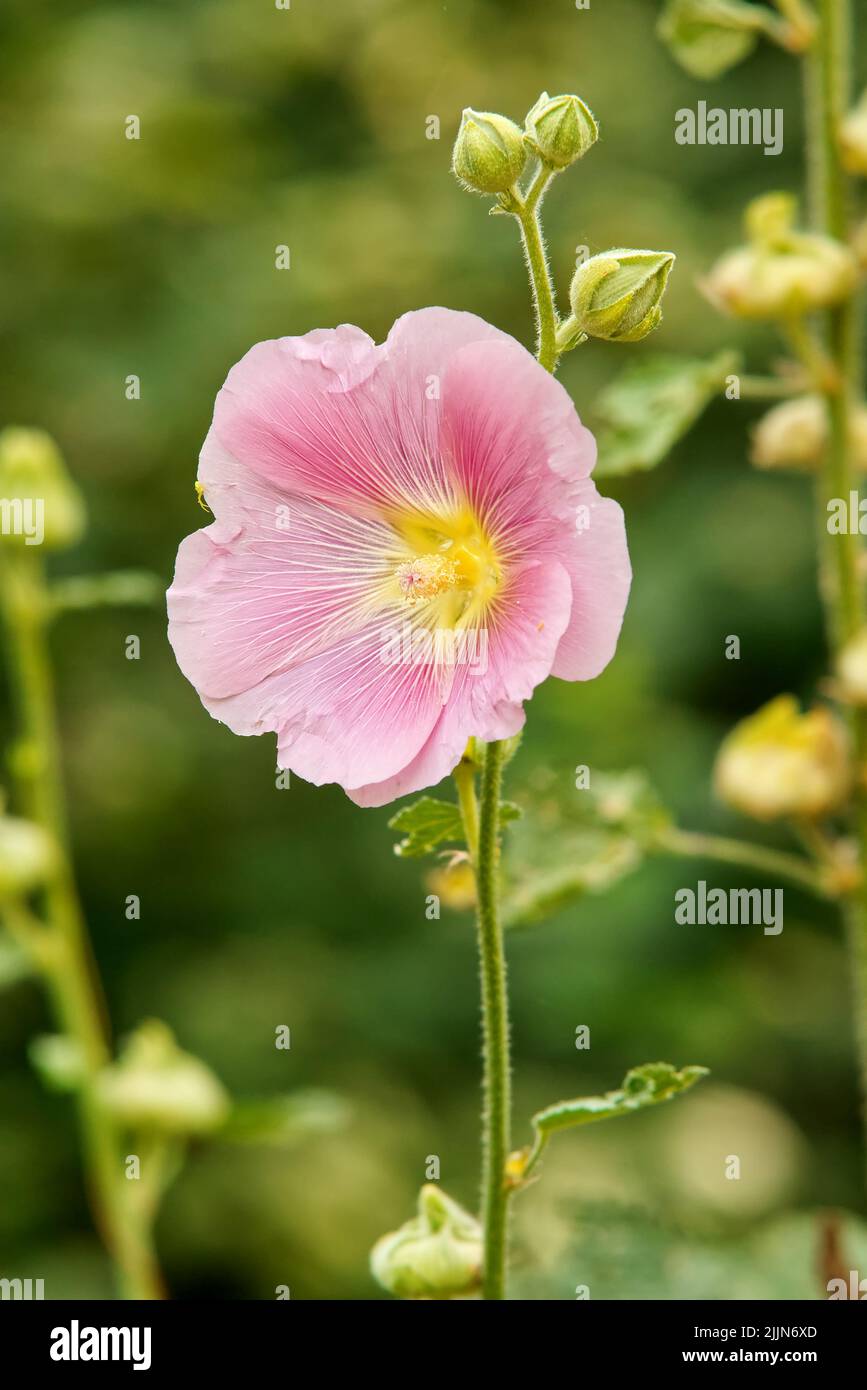 Alcea rosea, Nahaufnahme einer rosa blühenden ornamental blühenden Pflanze der Familie Malvaceae. Auch bekannt als gewöhnlicher Hollyhock. Stockfoto