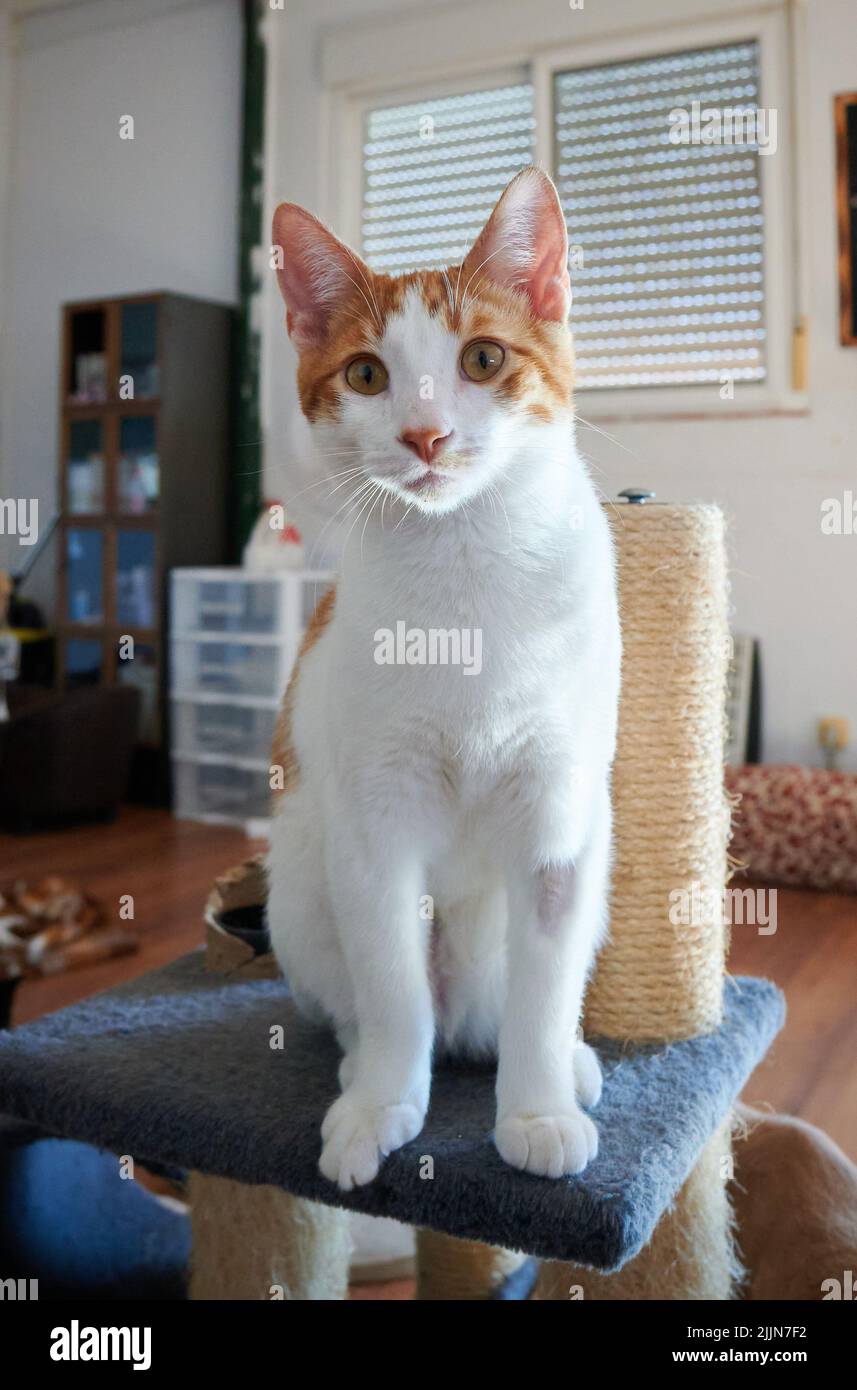 Eine vertikale Aufnahme einer braunen und weißen Katze, die drinnen auf einem Stuhl sitzt Stockfoto