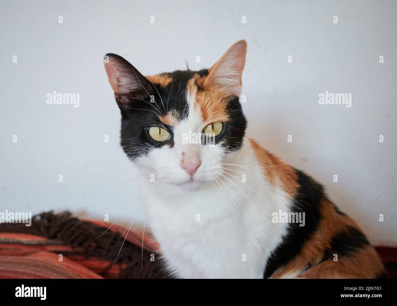 Eine Nahaufnahme der niedlichen Calico-Katze, die auf die Kamera schaut. Stockfoto