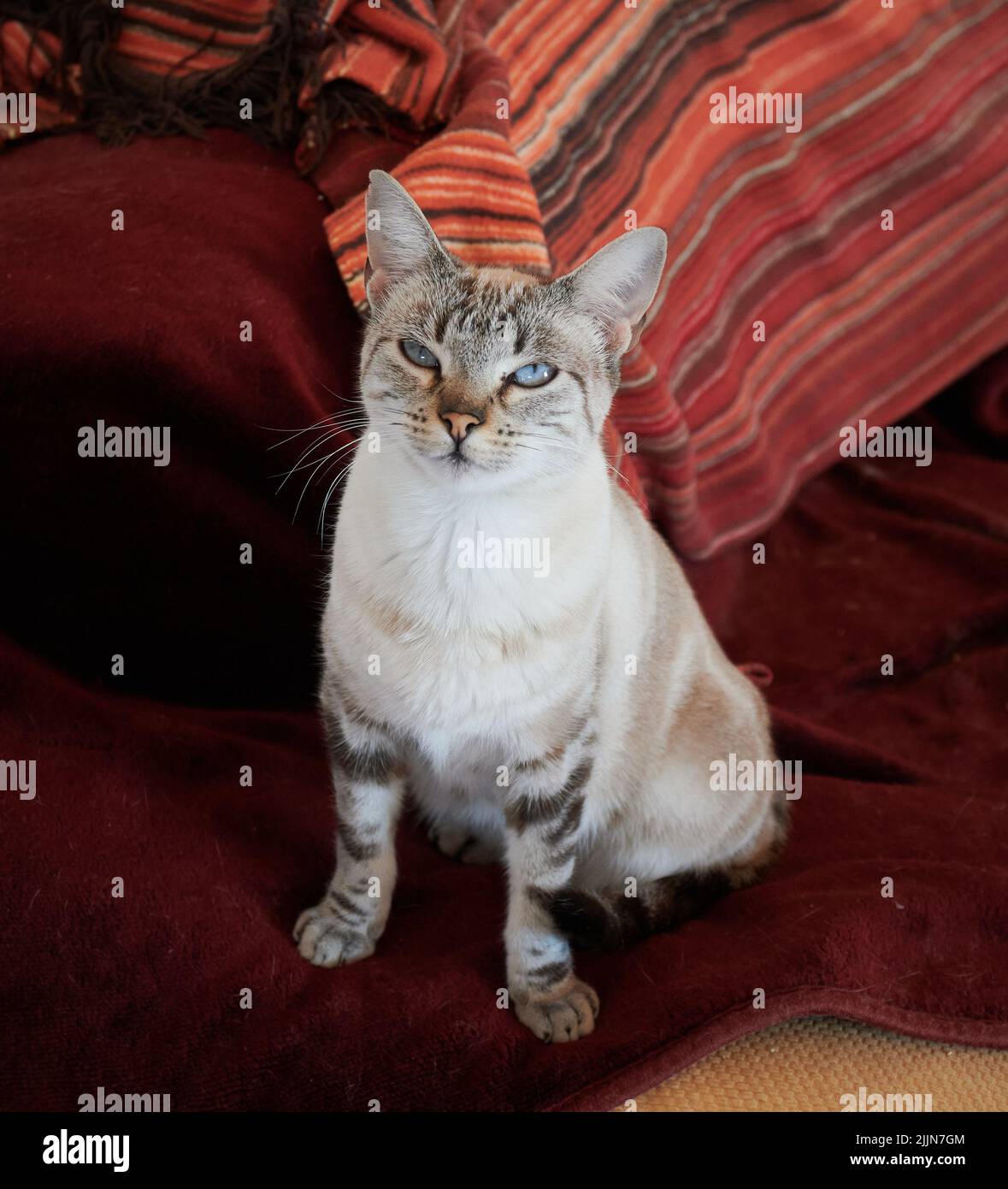 Eine vertikale Nahaufnahme der zweifarbigen Katze mit blauen Augen auf der Decke. Stockfoto