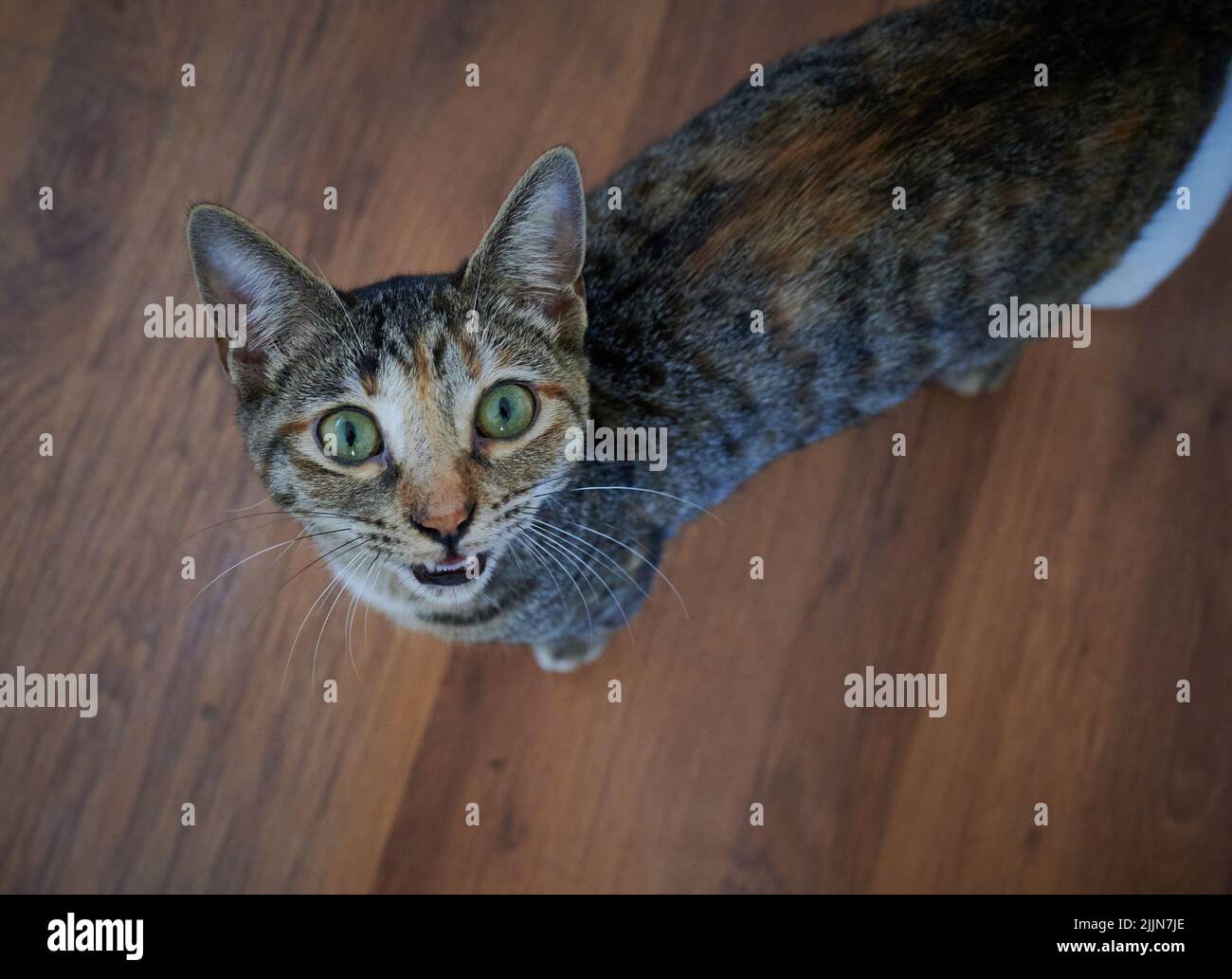 Eine Nahaufnahme der grauen gestromten Katze, die auf die Kamera schaut. Stockfoto