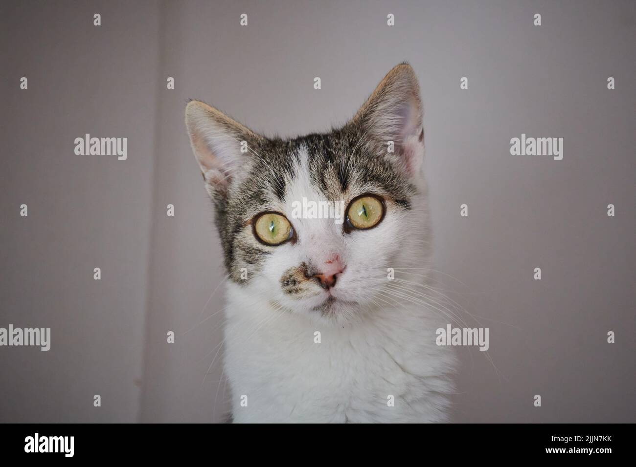 Eine Nahaufnahme der zweifarbigen Katze, die auf die Kamera schaut. Stockfoto