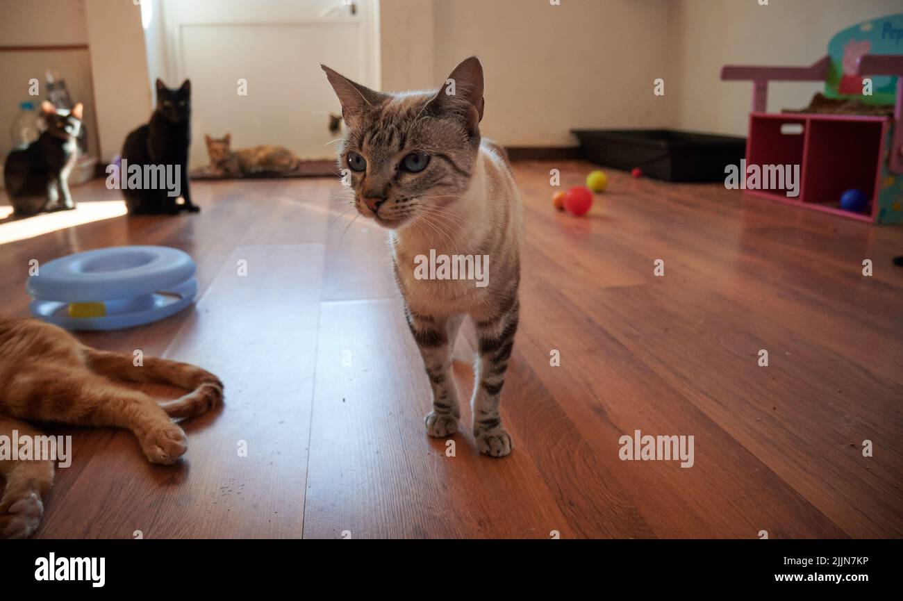 Eine Nahaufnahme einer niedlichen Katze mit blauen Augen, die auf dem Holzboden steht, mit anderen Katzen im Hintergrund. Stockfoto