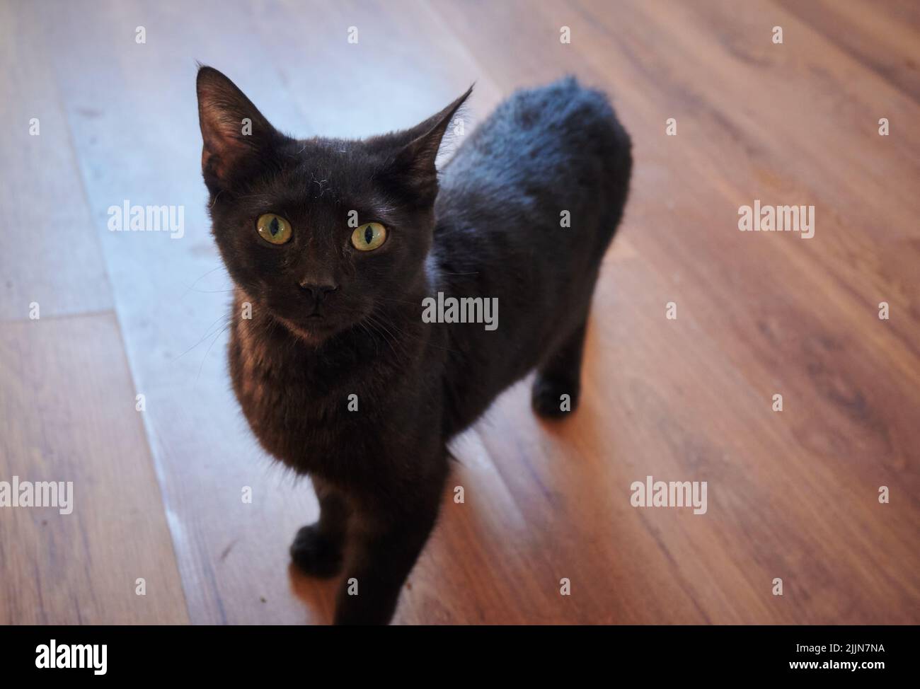 Eine Nahaufnahme der schwarzen Katze mit gelben Augen auf dem Holzboden. Stockfoto