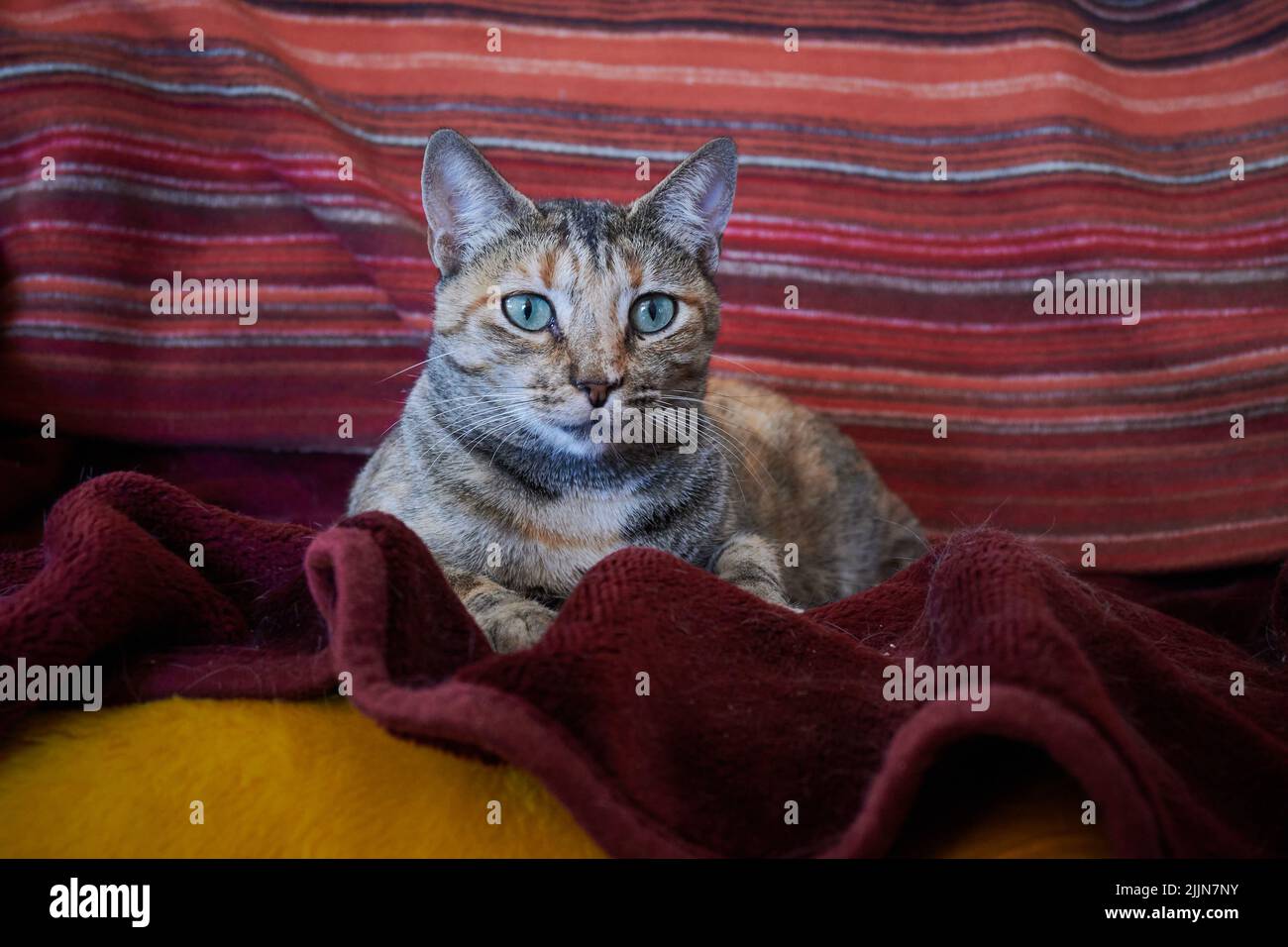 Eine Nahaufnahme der niedlichen grauen Katze, die auf der Decke ruht. Stockfoto