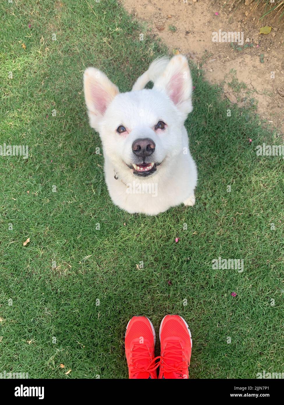 Porträt eines Hundes, der auf dem Gras sitzt und seinen Besitzer anschaut Stockfoto