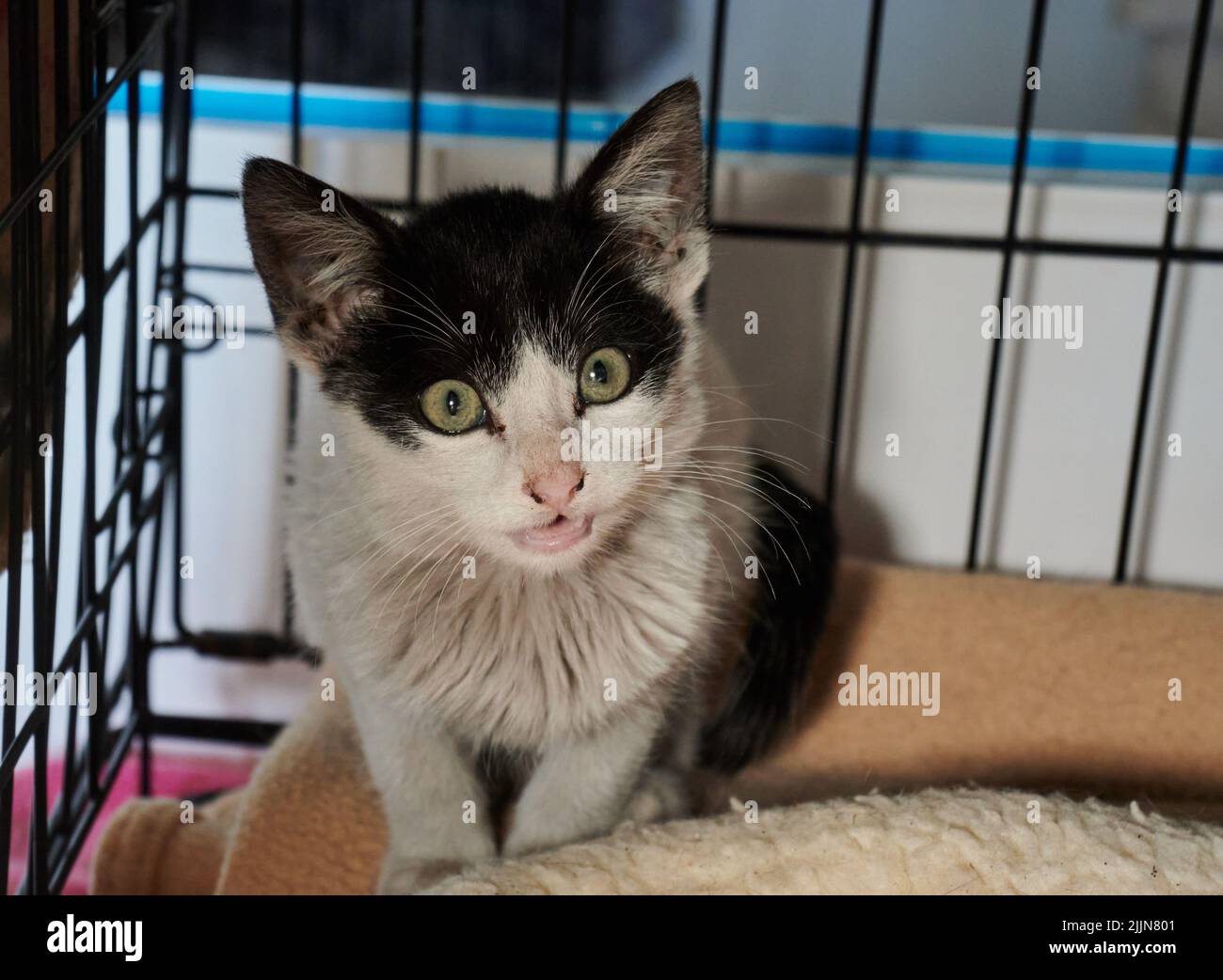 Eine Nahaufnahme einer pelzigen europäischen schwarz-weiß-grünen Katze in einem Käfig Stockfoto