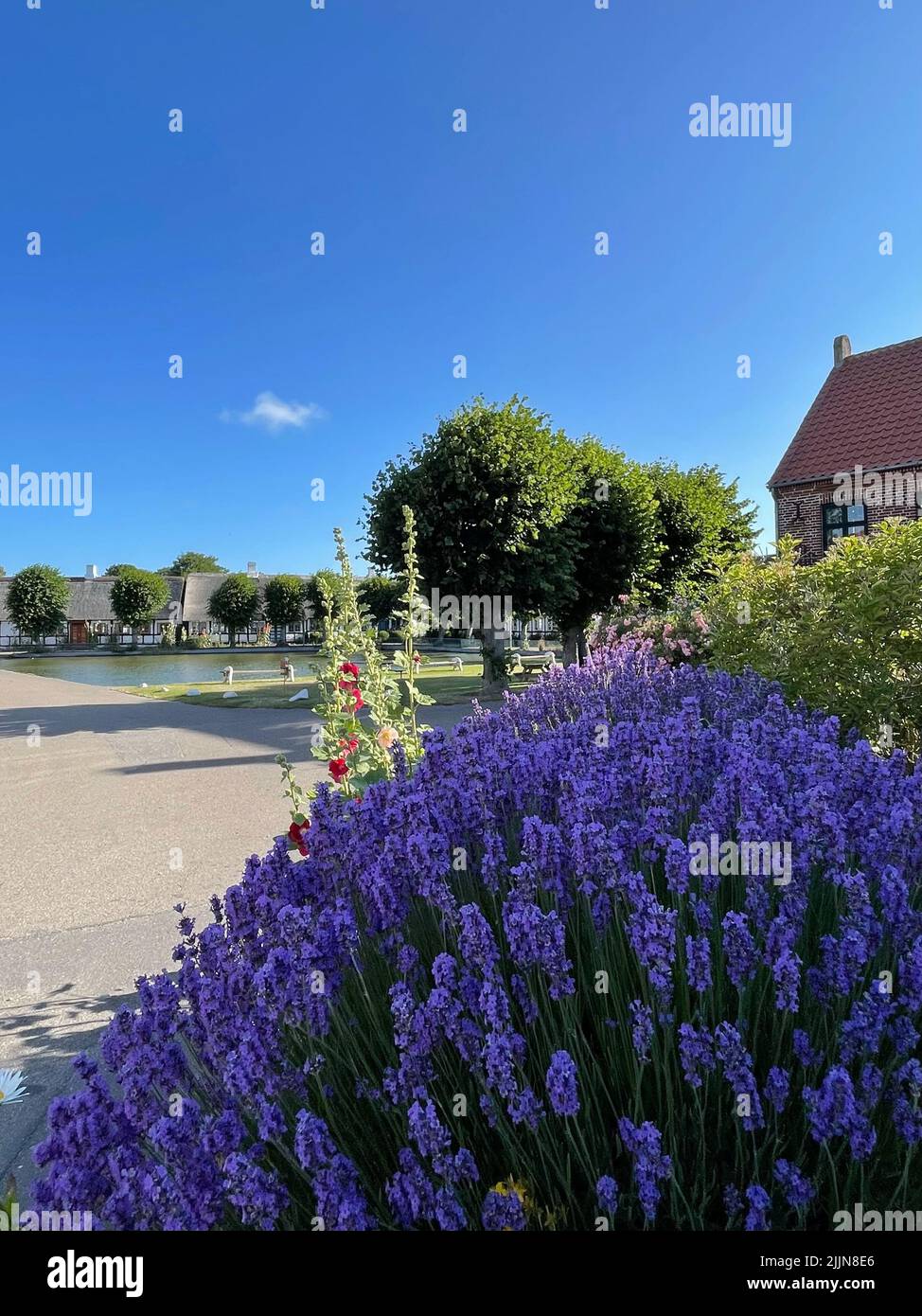 Lavendel wächst an einem Dorfteich, umgeben von traditionellen Fachwerkhäusern, Nordby, Samsoe, Jütland, Dänemark Stockfoto