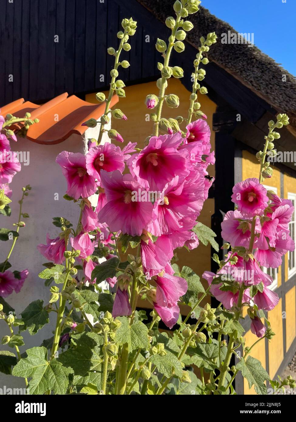 Nahaufnahme von rosa Hollyhock-Blumen, die vor einem traditionellen Fachwerkhaus in Samsoe, Jütland, Dänemark wachsen Stockfoto