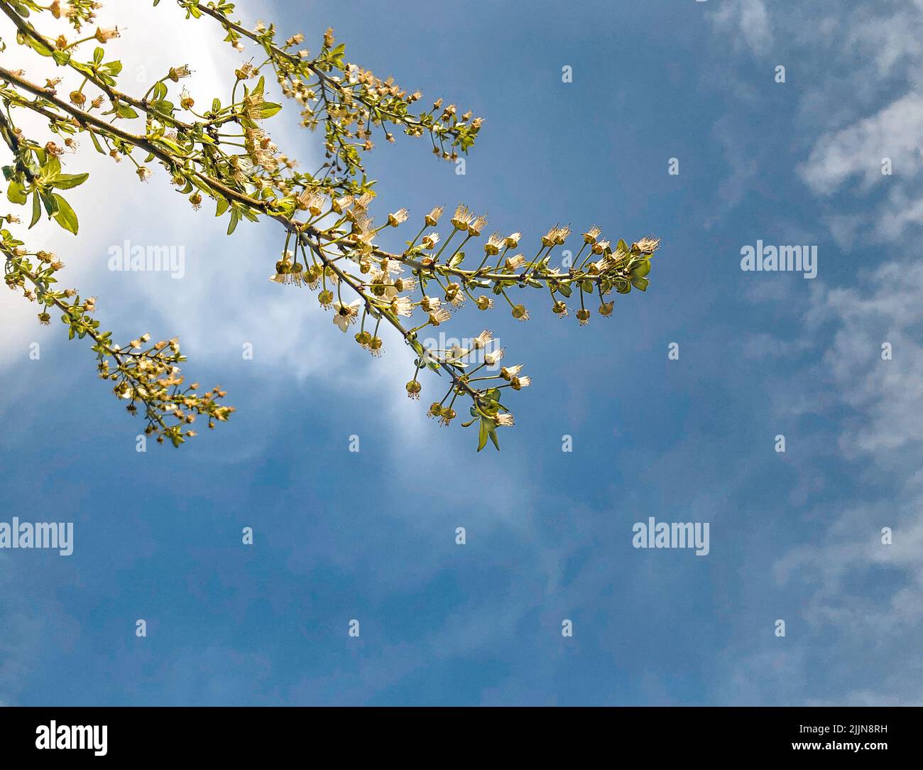 Eine Aufnahme von Ästen mit Blättern und Blumen in einem niedrigen Winkel gegen einen bewölkten Himmel Stockfoto