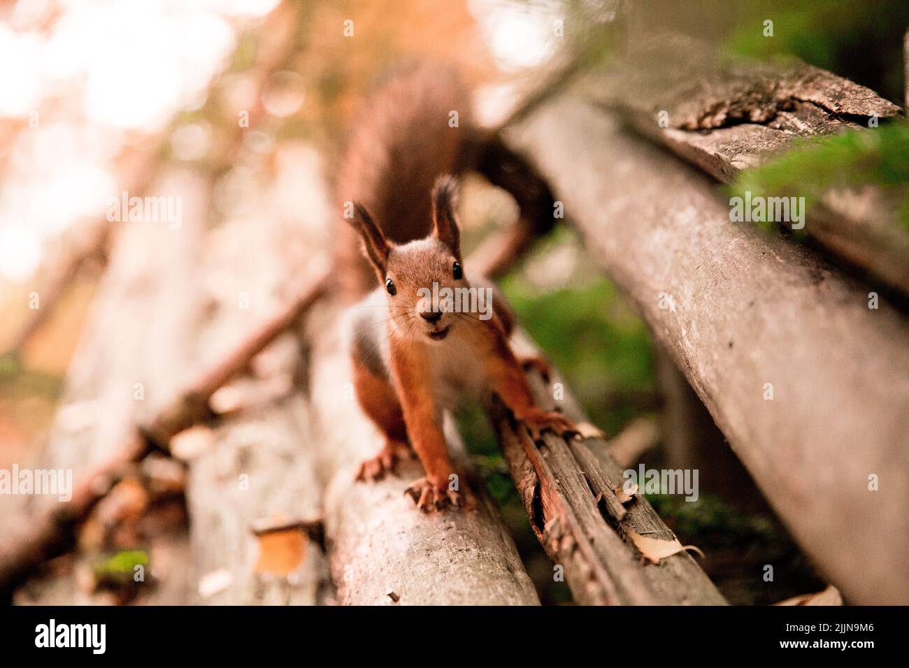 Eine schöne Aufnahme eines Eichhörnchens, das auf einer Stufe steht Stockfoto