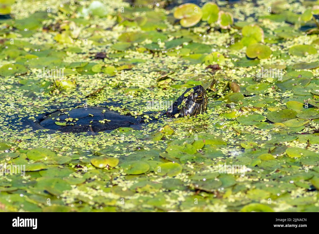 Eine gemalte Schildkröte in einem Teich voller Entenkraut und Wasservegetation Stockfoto