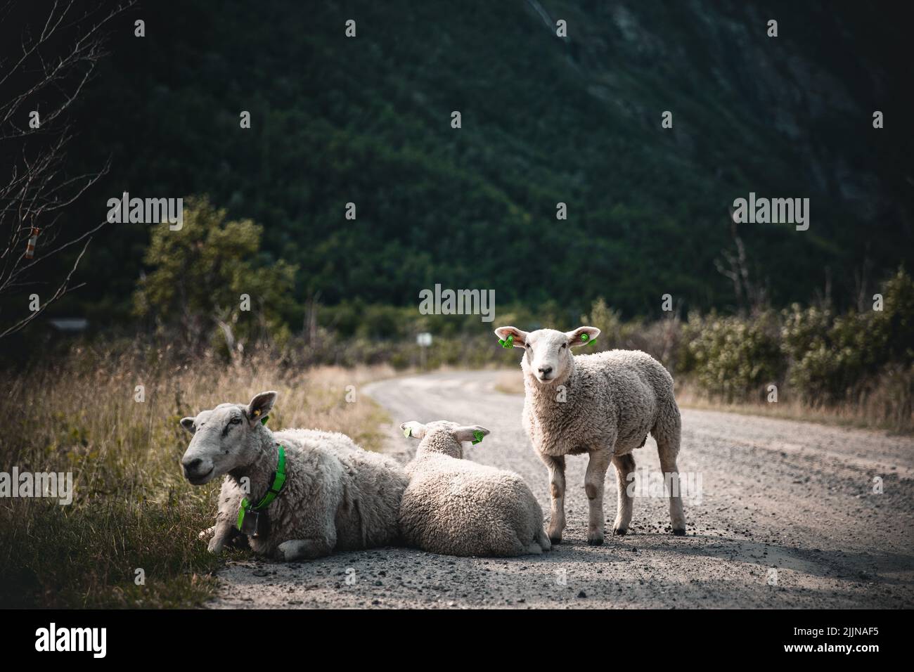 Ein Blick auf weiße Schafe auf einem Bürgersteig gegen einen mit Grün bedeckten Berghang Stockfoto