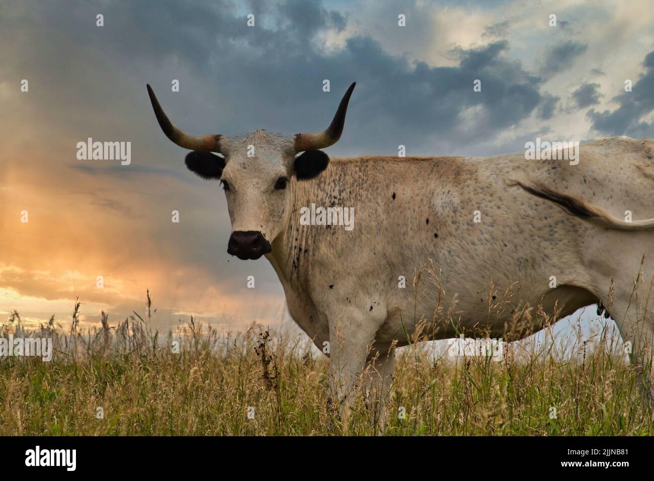 Eine Nahaufnahme eines Texas Longhorns, das auf Gras vor einem blau bewölkten Himmel steht Stockfoto