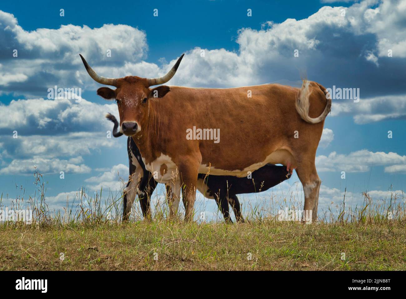 Eine Nahaufnahme eines Texas Longhorns, das auf Gras vor einem blau bewölkten Himmel steht Stockfoto