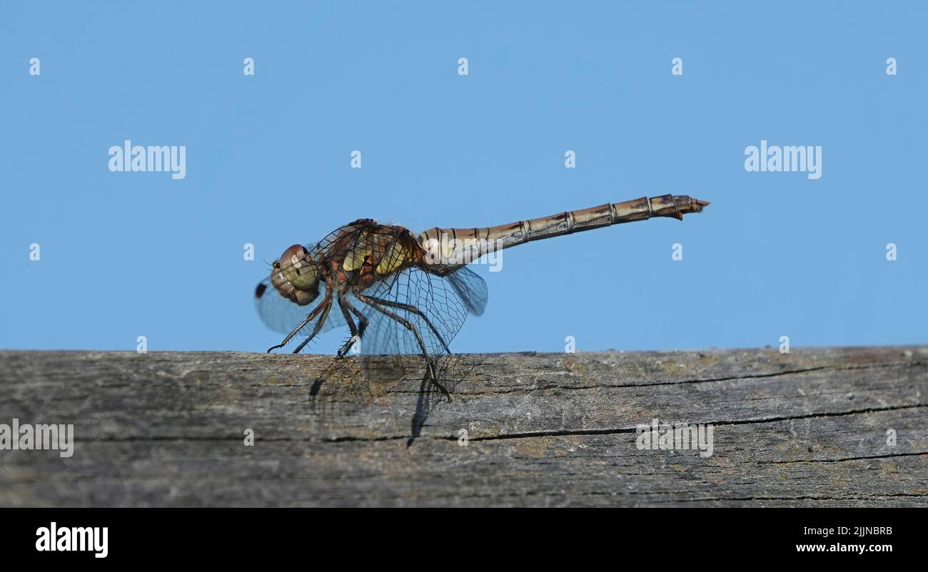 Eine kleine Libelle, die auf einer hölzernen Oberfläche auf blauem Hintergrund thront Stockfoto