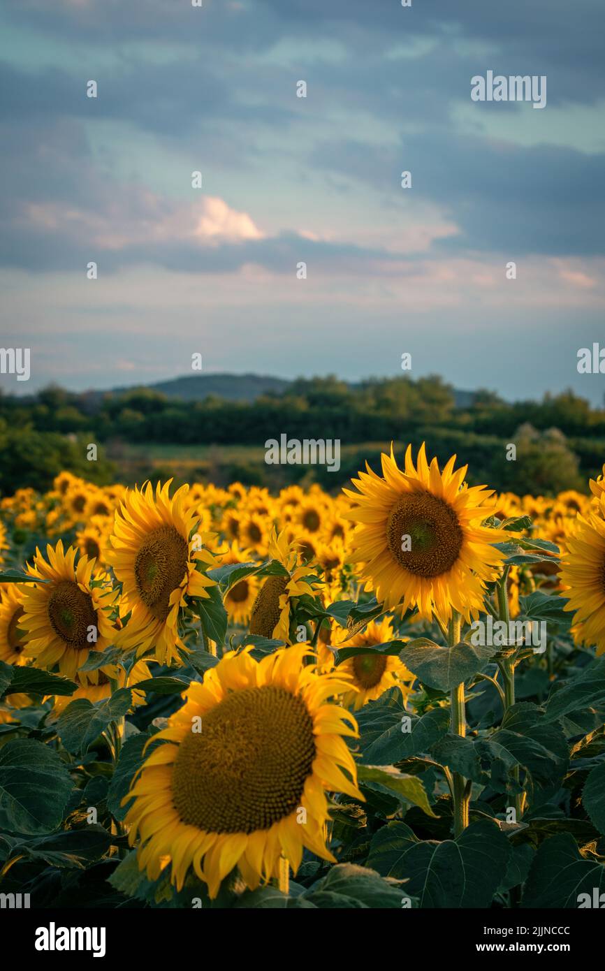Sonnenblumen Feldlandschaft und Sonnenuntergang Himmel Stockfoto