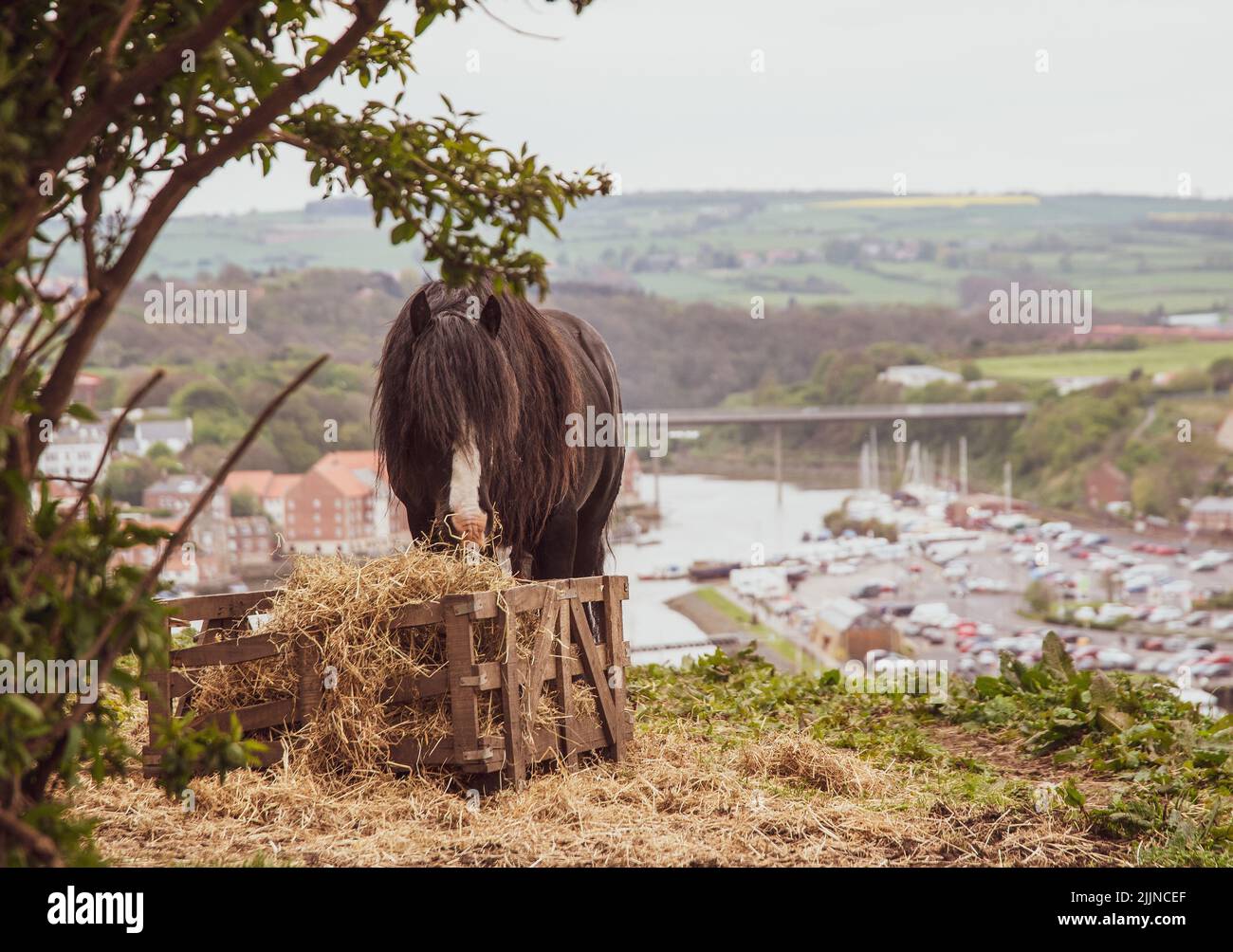 Eine Nahaufnahme des dunkelbraunen Pferdes, das Stroh frisst. Ausgewählter Fokus. Stockfoto