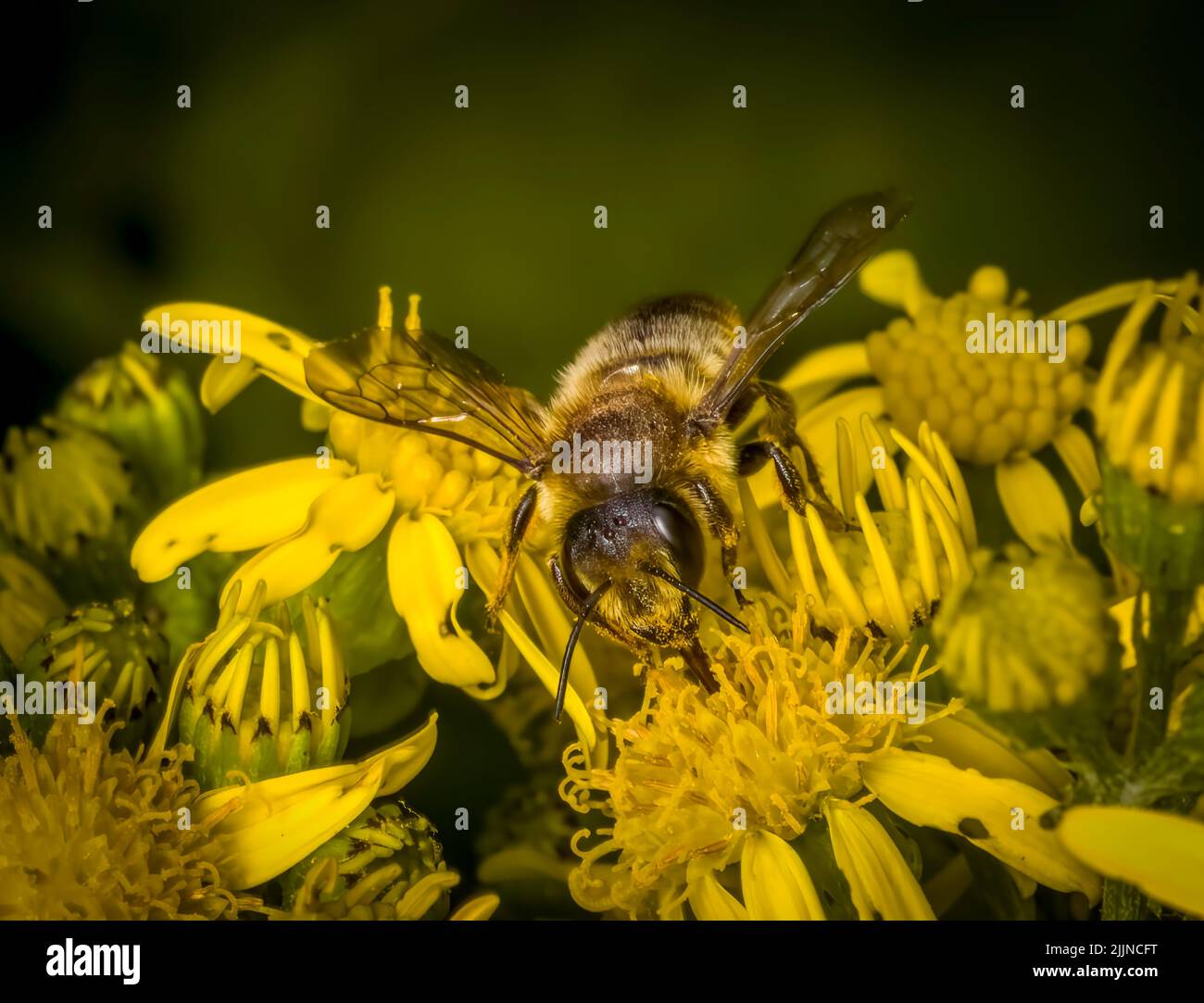 Honigbiene, (APIs mellifera), auch buchstabiert Honigbiene, die Blüten einer Ragwürzepflanze bestäubt Stockfoto