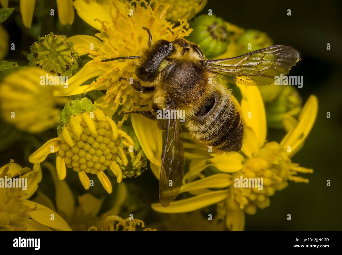 Honigbiene, (APIs mellifera), auch buchstabiert Honigbiene, die Blüten einer Ragwürzepflanze bestäubt Stockfoto
