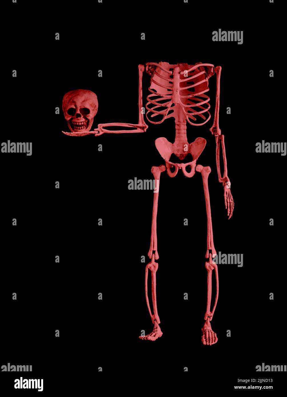 Rosa menschliche Skelett hält Schädel in den Händen auf schwarzem Hintergrund. Zombie. Halloween-Party, Horror, Schrecken, Albtraum-Konzept. Hochwertige Fotos Stockfoto
