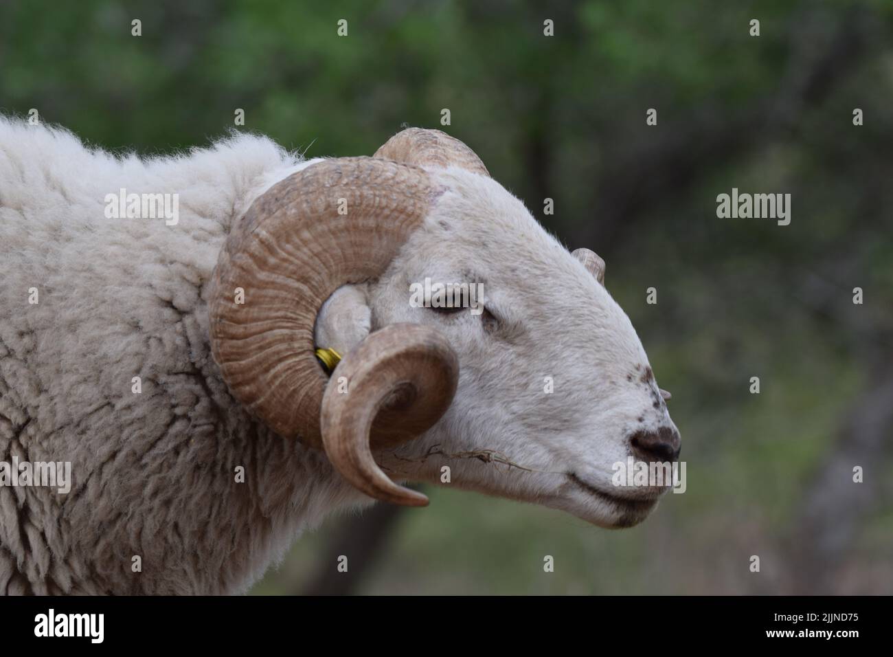Eine Selektion wilder Schafe in einem Wald Stockfoto