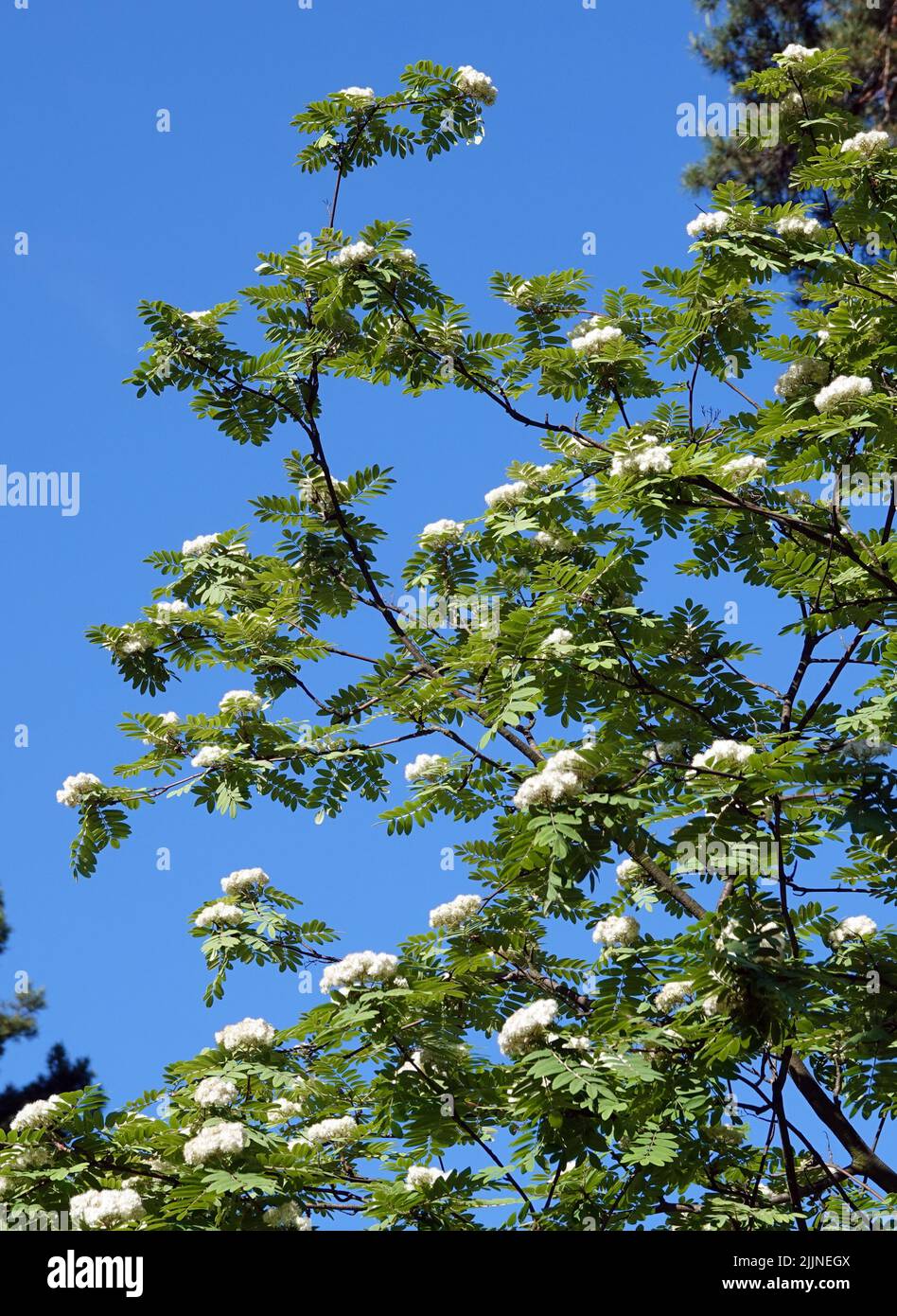 Bergasche blüht - ein Baum mit zarten weißen Blüten Stockfoto