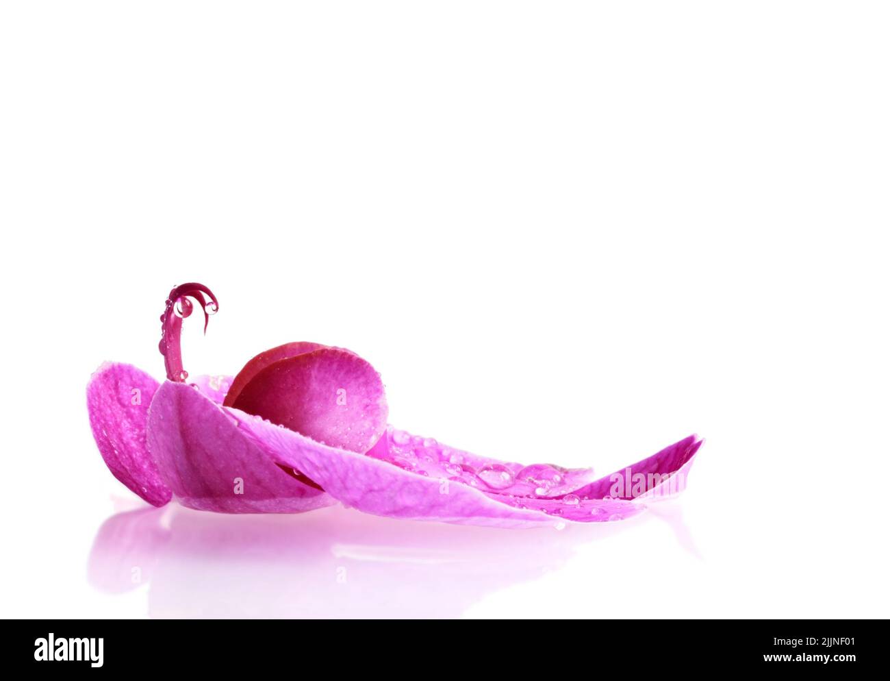 Orchidee mit Wassertropfen ähnelt einem ruhenden phönix Stockfoto