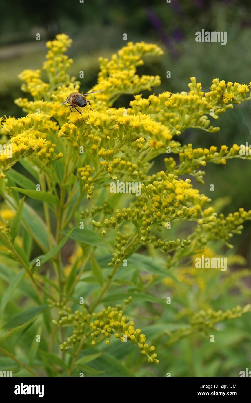 Eine Biene, die auf eine gelbe Solidaro-Blume zufliegt. Diese Pflanzen sind aus Gärten entkommen und sind jetzt Wildblumen in den Niederlanden Stockfoto