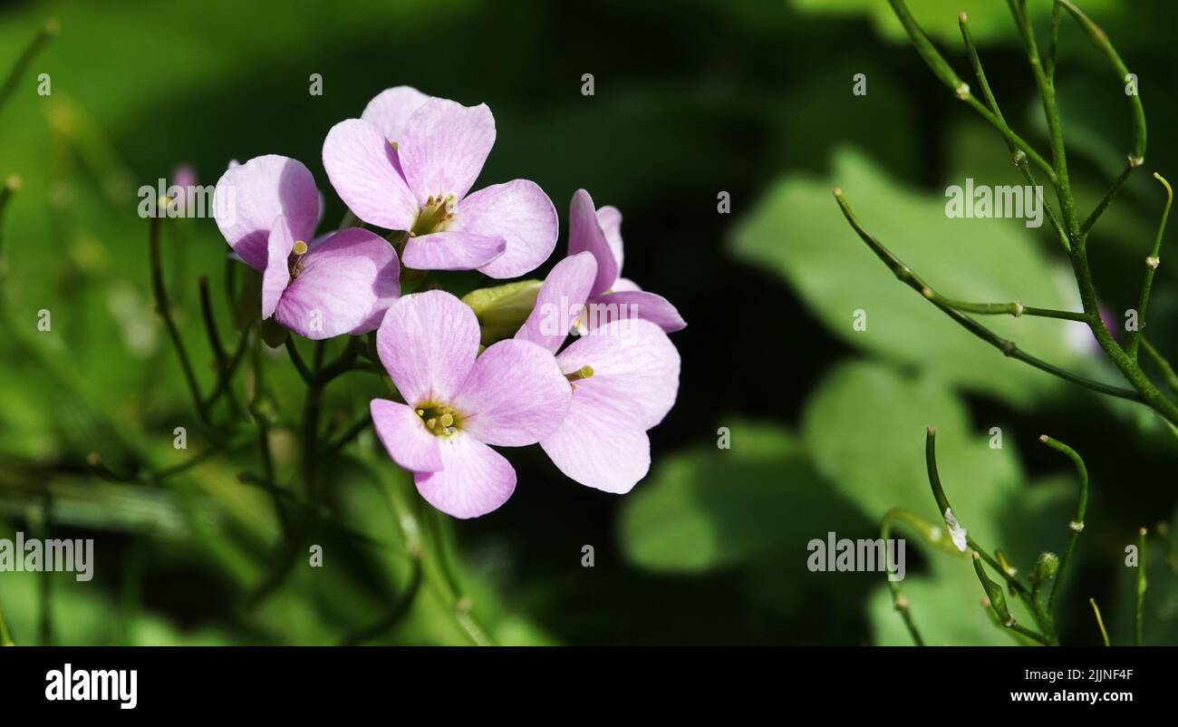 Rocket Ladies - Senffamilie - eine Blume mit zarten rosa Blütenblättern Stockfoto