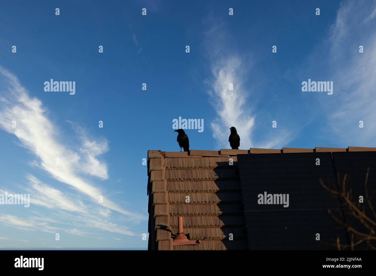 Eine Nahaufnahme von zwei Krähen auf dem Dach neben Sonnenkollektoren Stockfoto