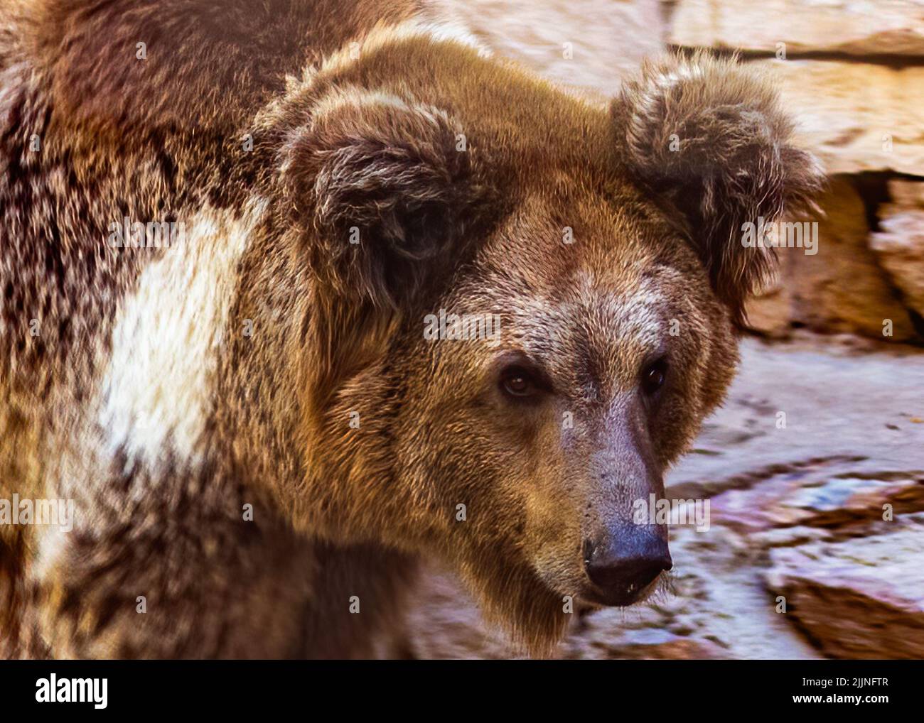 Nahaufnahme eines Bären beim Spazierengehen Stockfoto