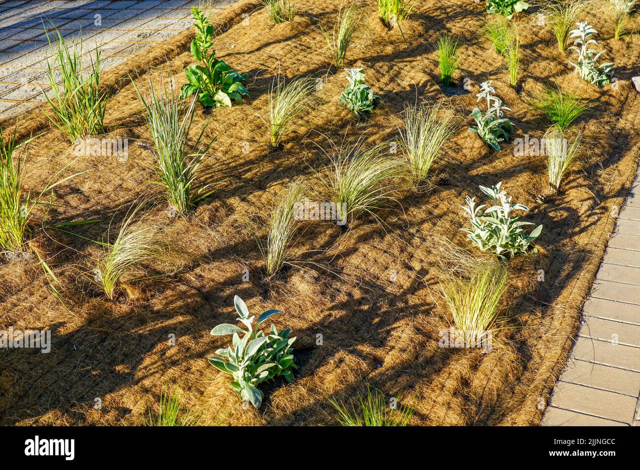 Mulchmatte mit Kokosnuss- und Weed-Control-Schutzfolie in einem neuen urbanen Blumenbett Stockfoto
