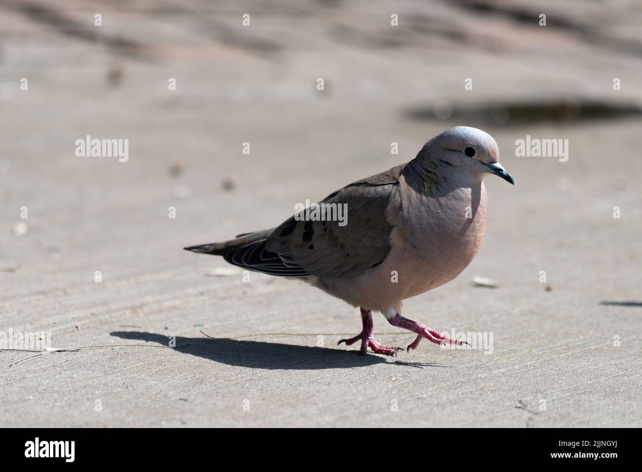 Nahaufnahme einer kleinen Taube auf dem Boden einer Straße in der Stadt Stockfoto