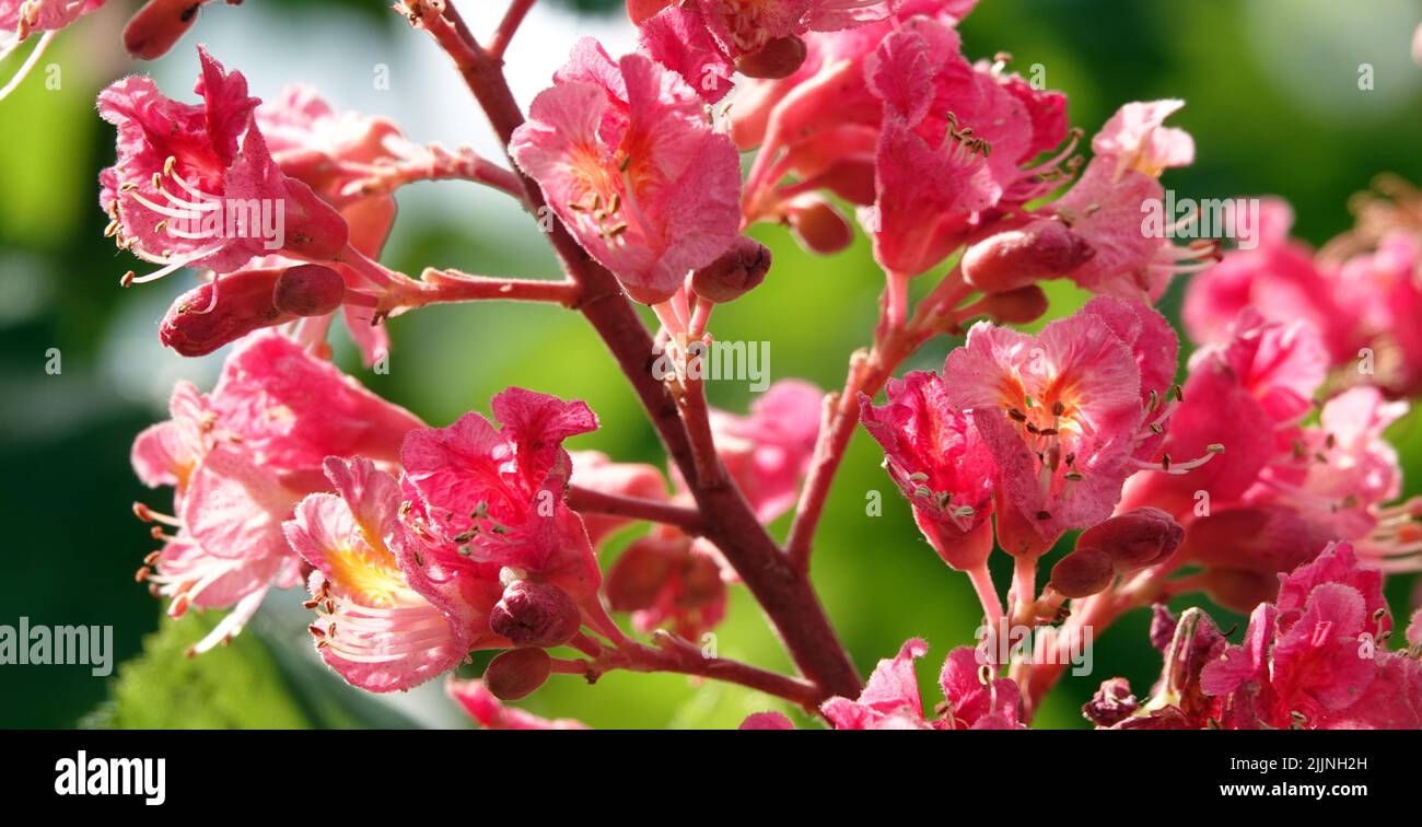 Blühender seltener roter Kastanienbaum Stockfoto