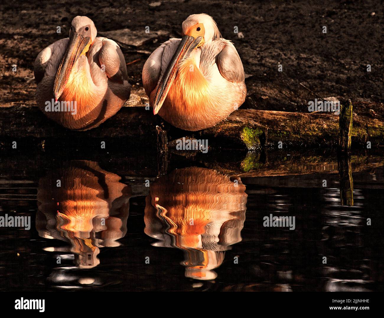 Zwei süße rosa Pelikane in der Nähe des Sees spiegeln sich im Wasser Stockfoto