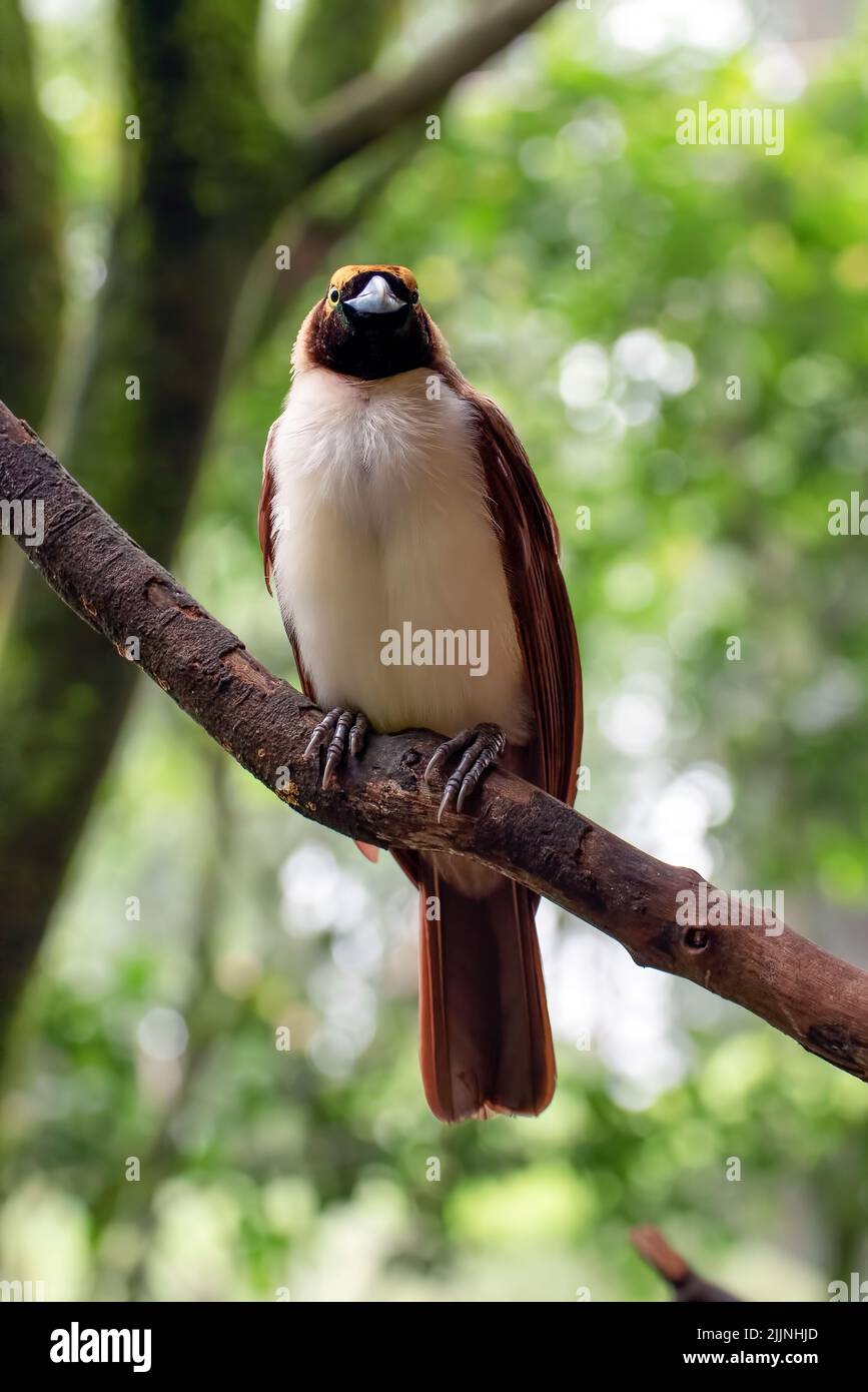 Censwawasih Vogel auf einem Zweig in einem Baum, Indonesien Stockfoto