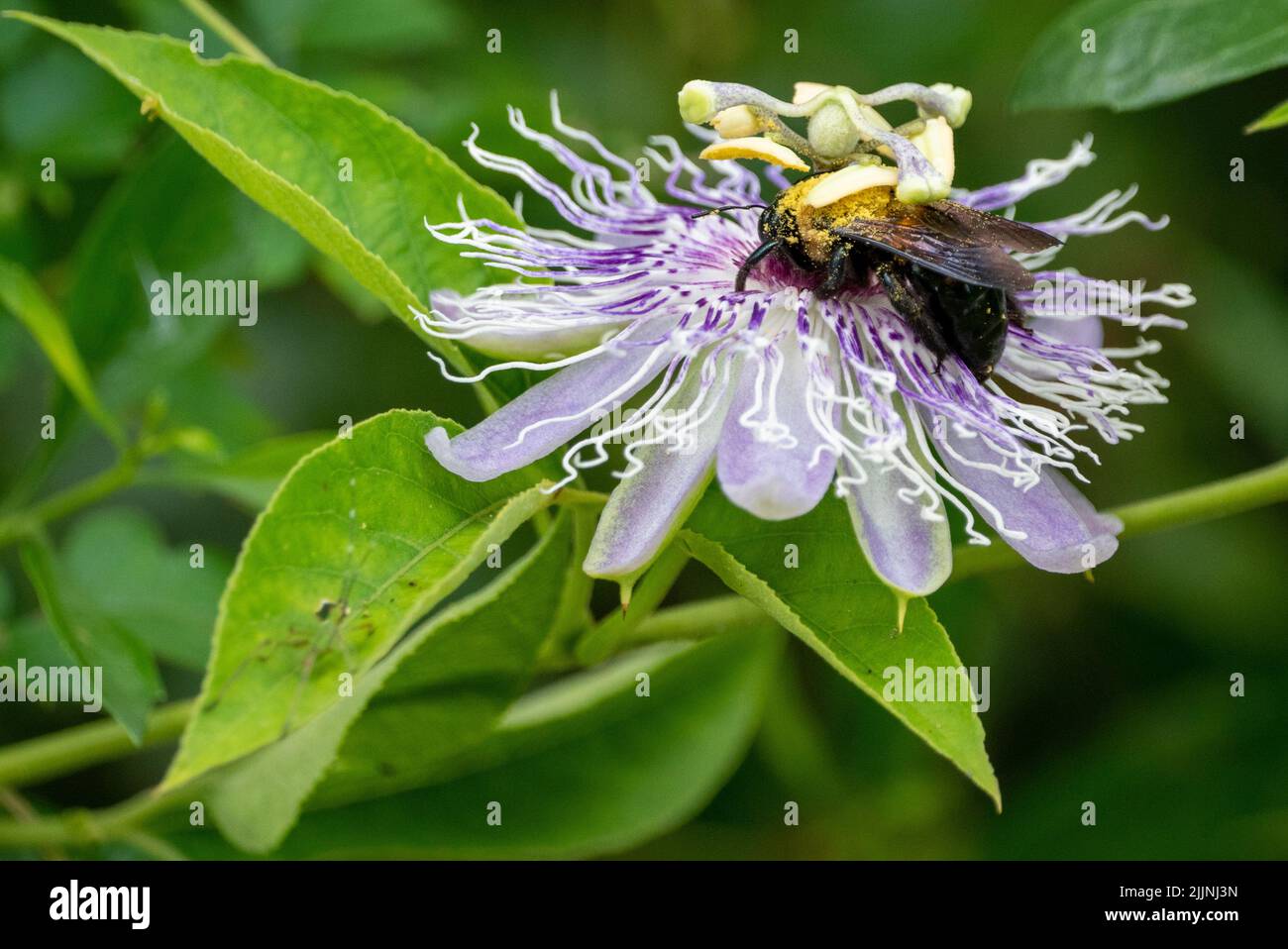 Eine große Biene bestäubt eine Blume im Shadow Creek Nature Park in Pearland, Texas Stockfoto