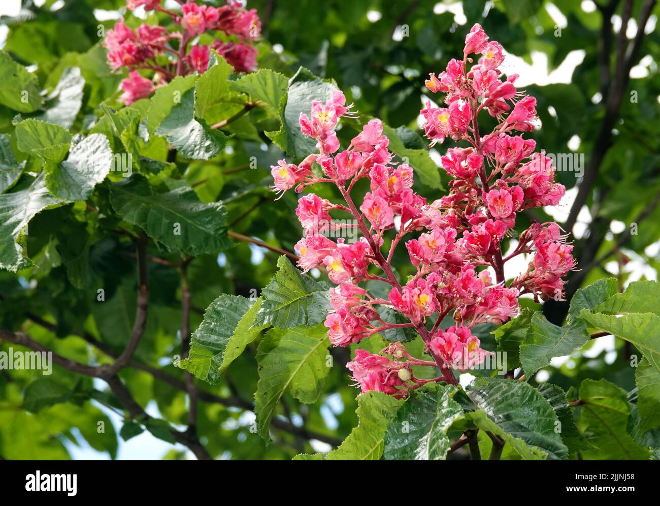 Blühender seltener roter Kastanienbaum Stockfoto