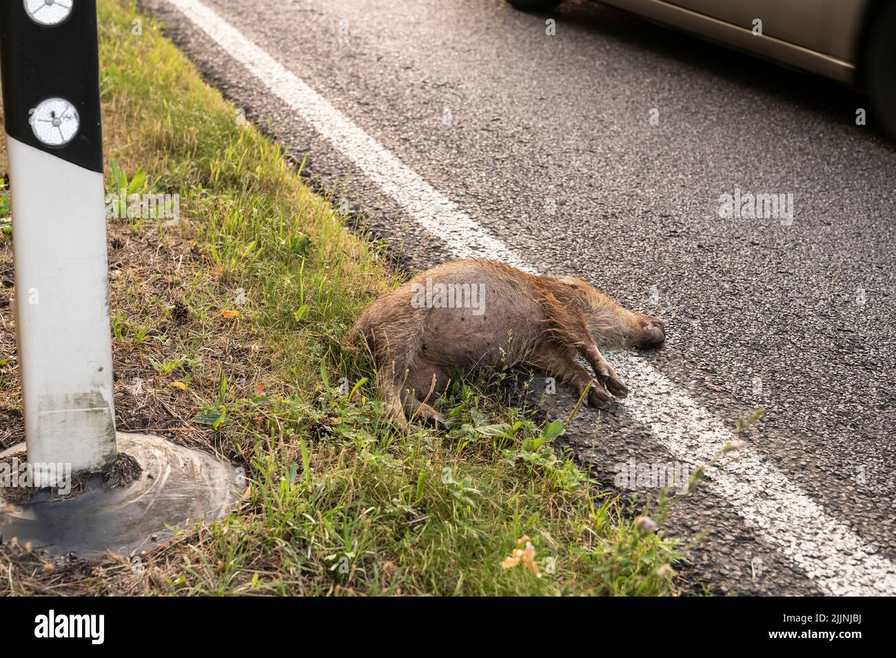 Ein junges Wildschwein fand den Tod im Straßenverkehr Stockfoto