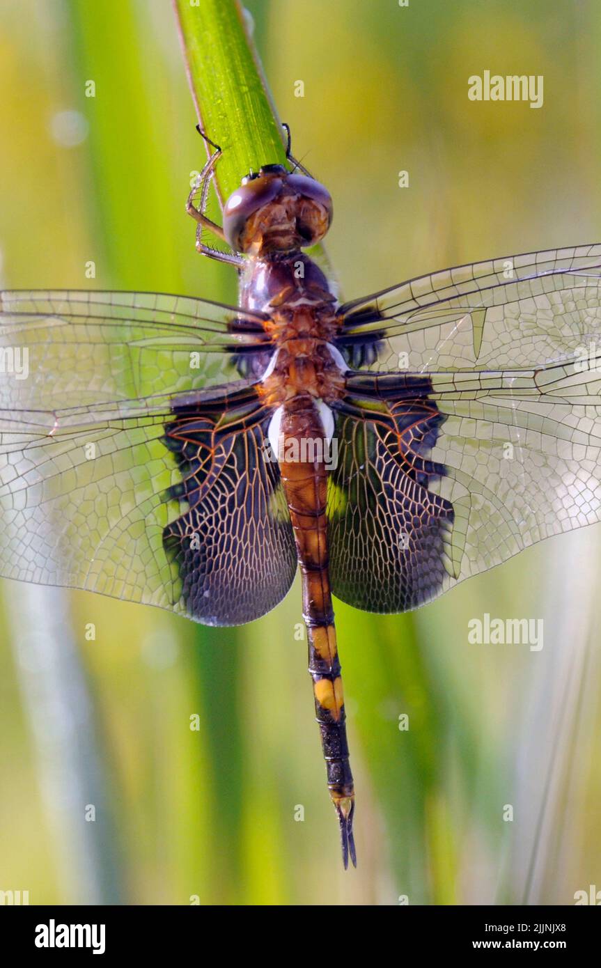 Ein Black Saddlebags Skimmer Libelle auf einem Teichrohr in Missouri Stockfoto