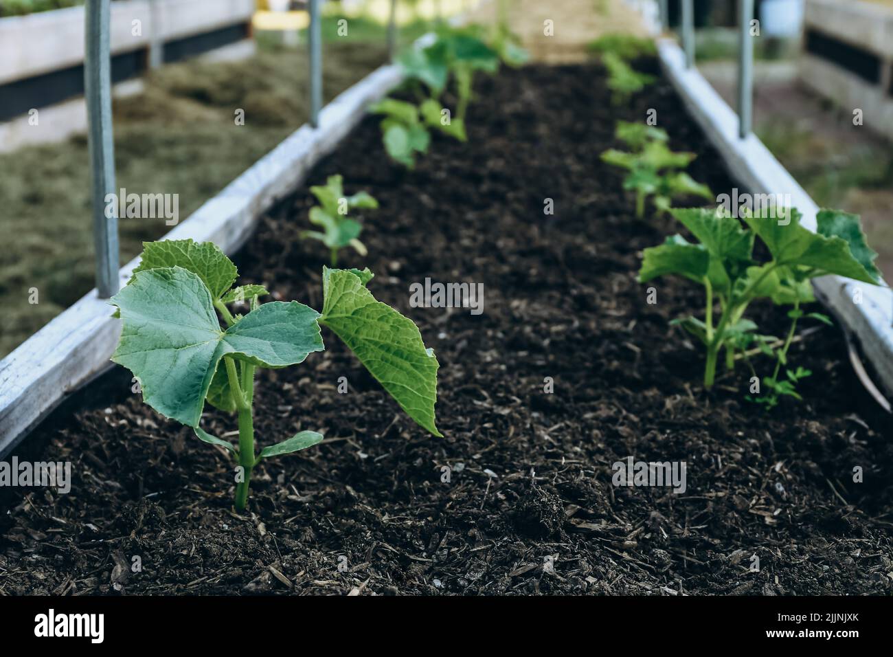 Zucchini-Pflanzen wachsen im Frühjahr in einem Hochbeet in einem Garten Stockfoto