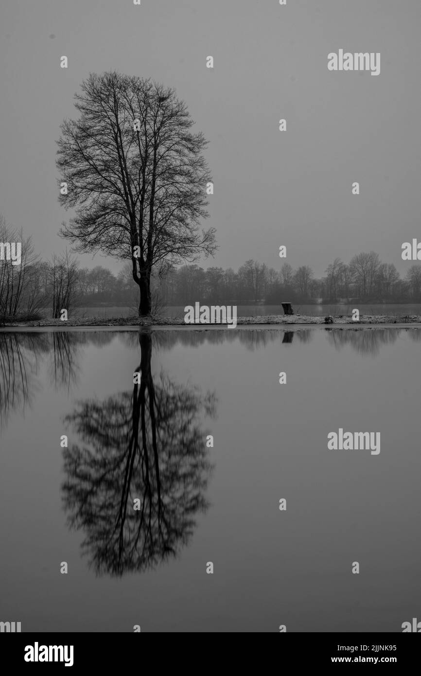 Eine vertikale Graustufenaufnahme des blattlosen Baumes am Ufer, der sich auf der Wasseroberfläche spiegelt. Stockfoto