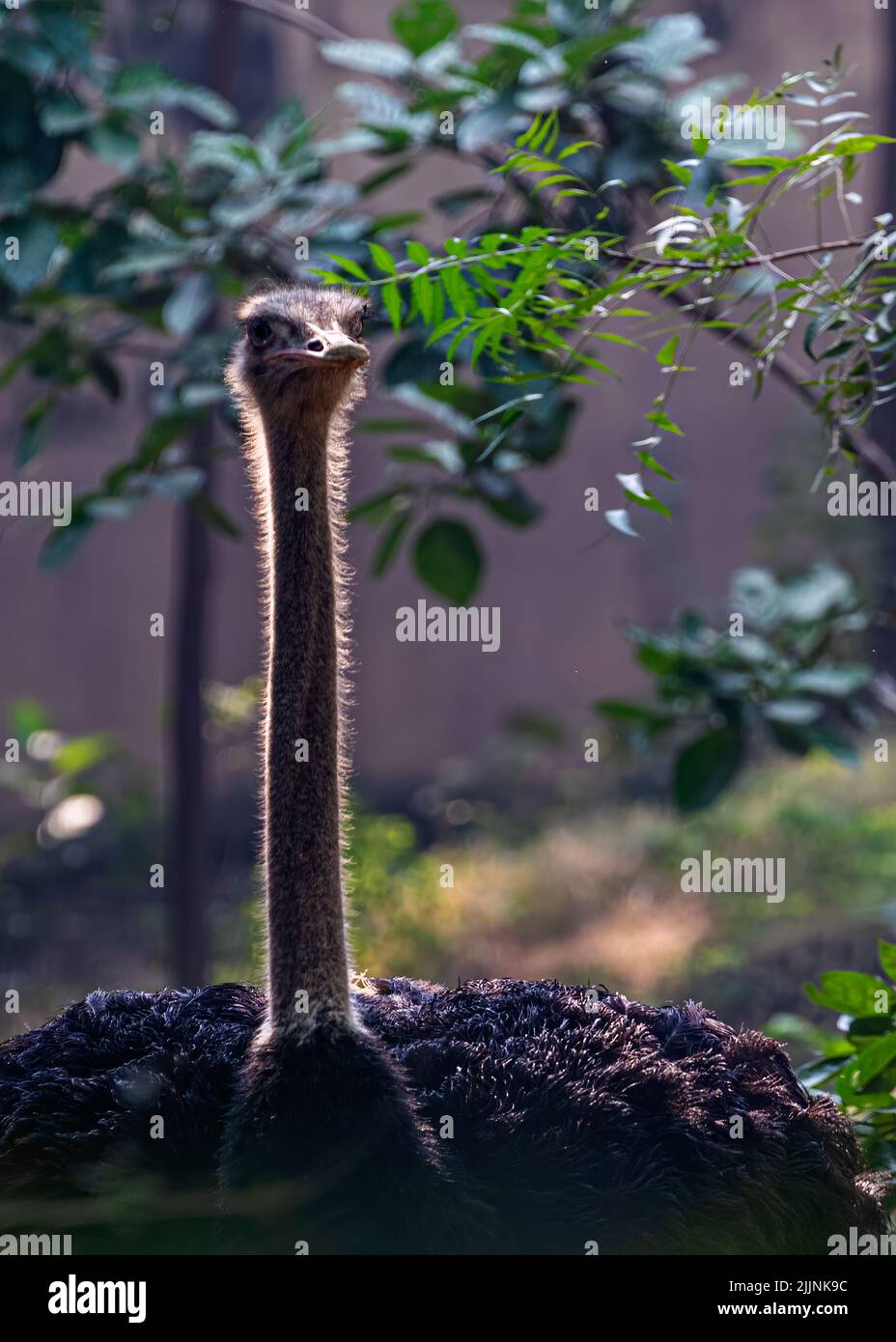 Ein Strauß gegen die Sonne Helle einen gelben Hals Stockfoto