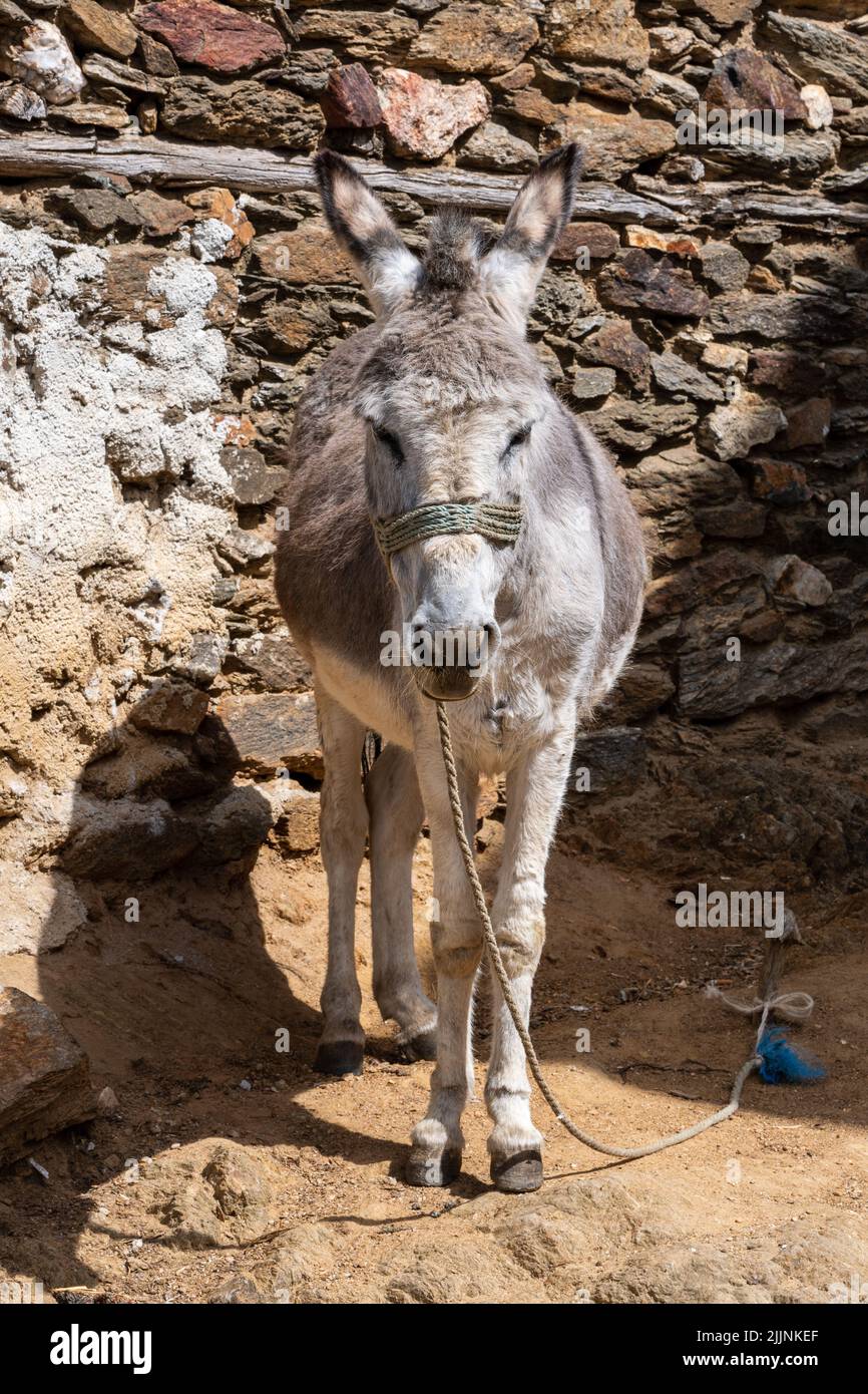 Eine vertikale Aufnahme eines Esels in einer Scheune Stockfoto