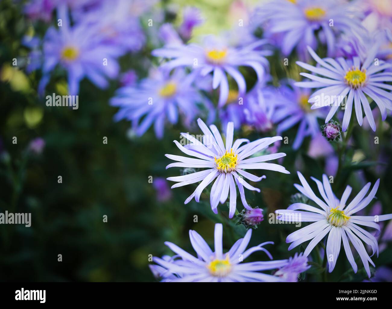 Eine selektive Fokusaufnahme von purpurnen Astern in den Blumenkränken der RHS Wisley Gardens Stockfoto