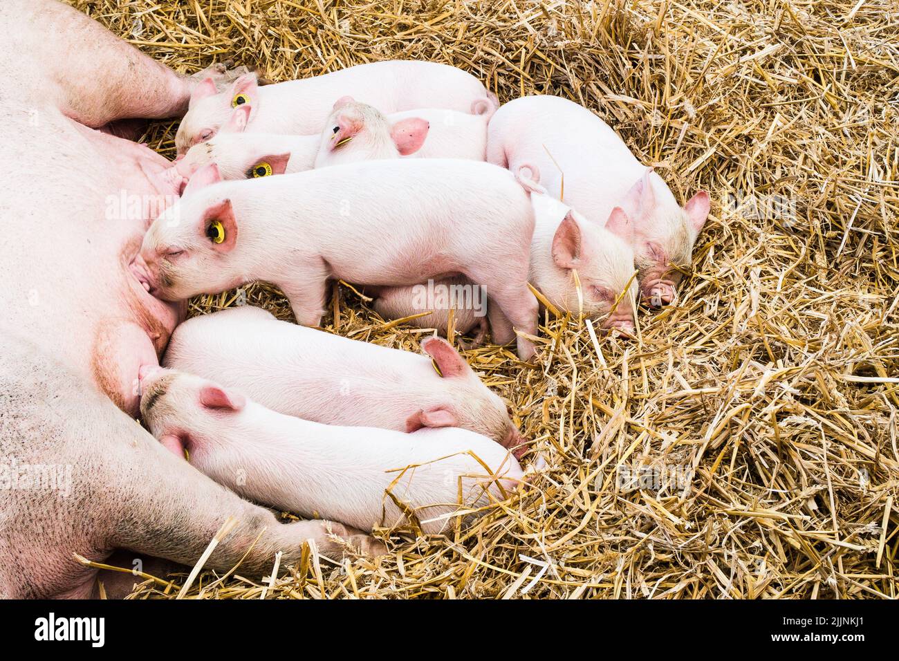 Ein Wurf von Schweinen, die beim Countryfile Live Event im Blenheim Palace, Woodstock, sägen und schlafen Stockfoto