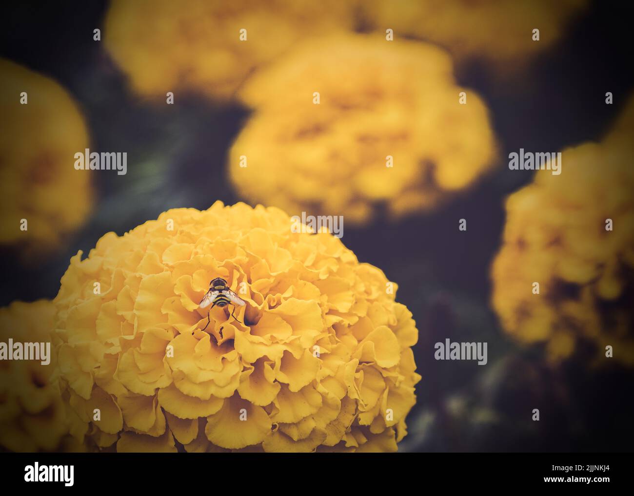 Eine Nahaufnahme einer Biene auf der gelben Hydrangea in den Gärten von Waddesdon Manor Stockfoto