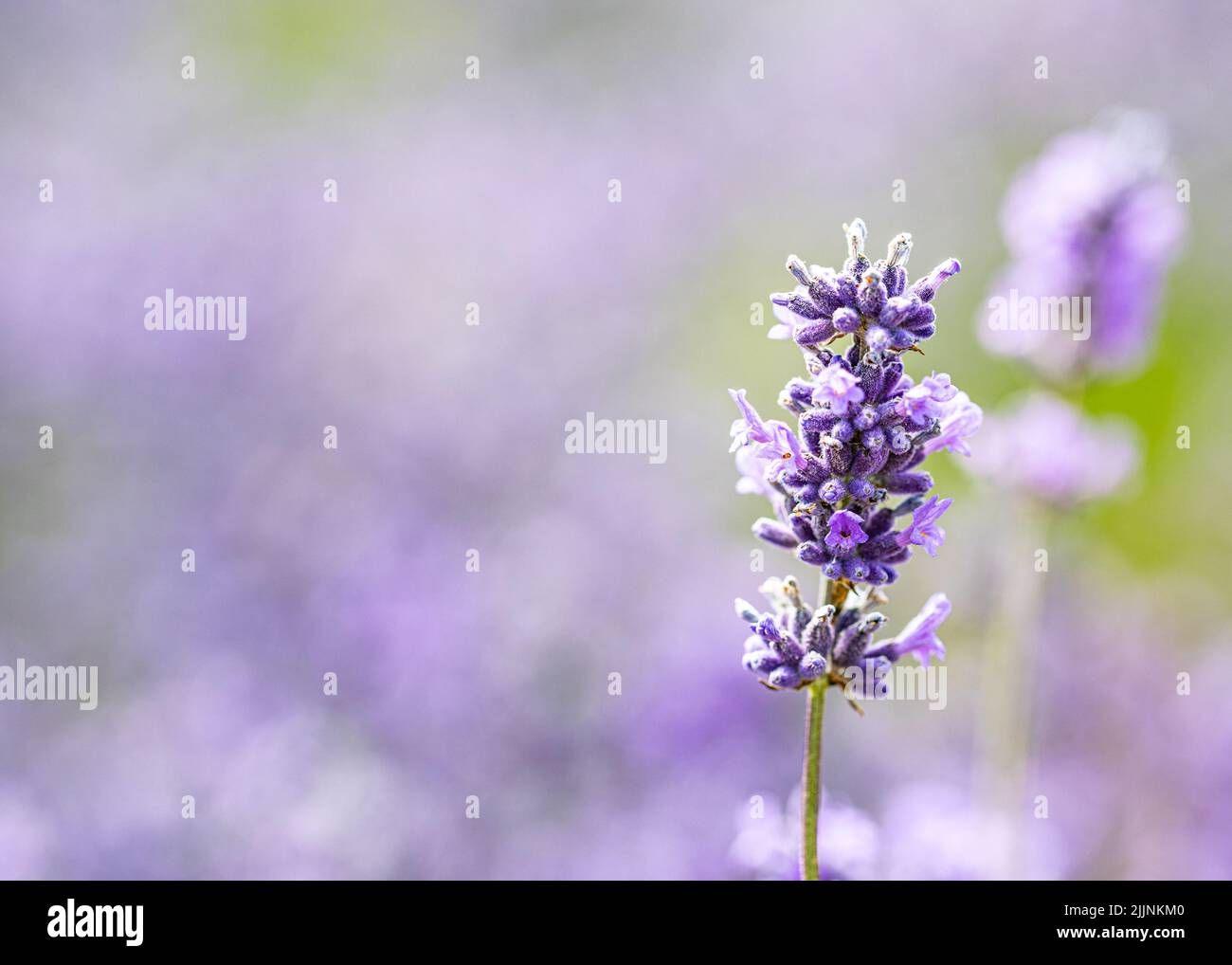Eine selektive Aufnahme von Lavendel in voller Blüte bei Snowshill in den Cotswolds. Stockfoto
